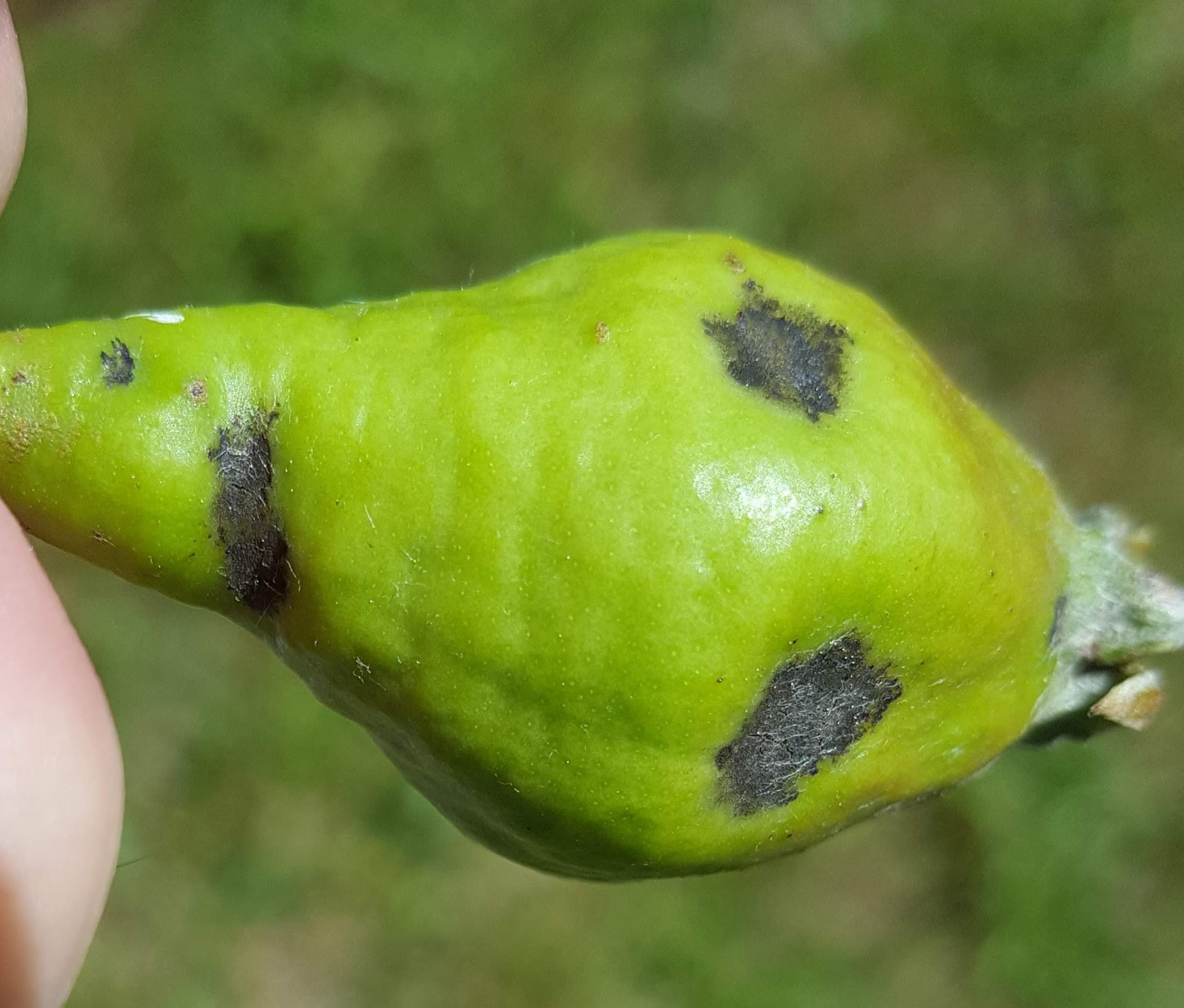 Pear scab 